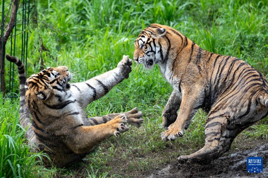 “全球老虎日”走进黑龙江东北虎林园