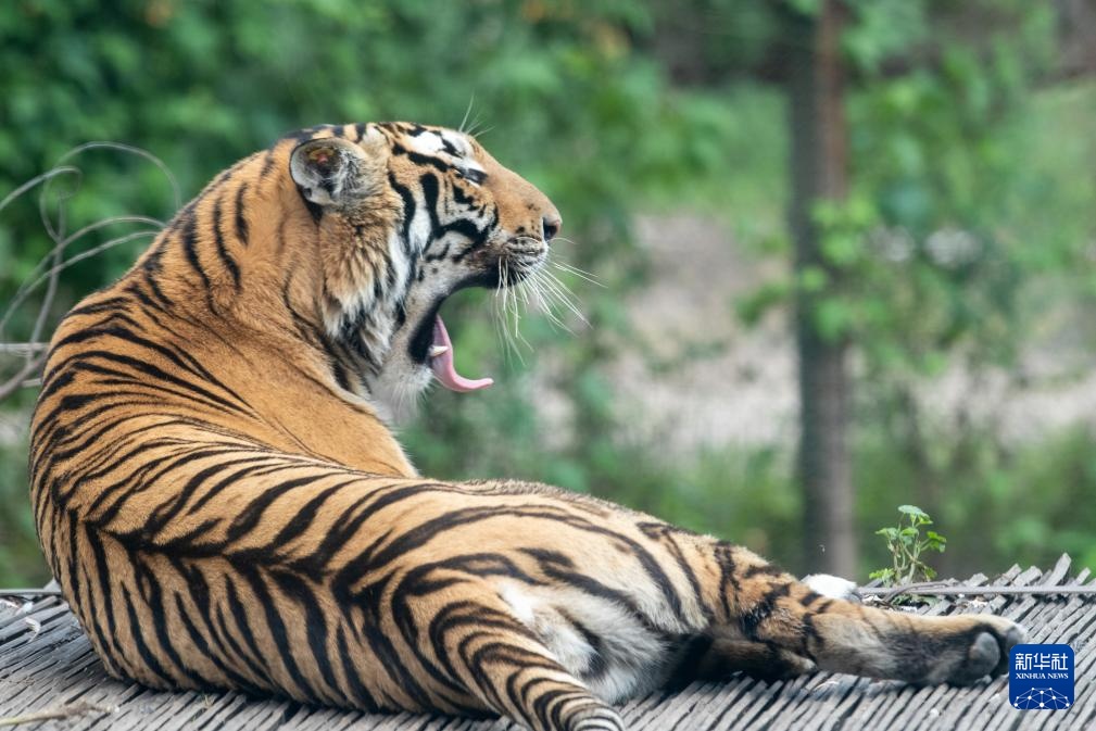 “全球老虎日”走进黑龙江东北虎林园
