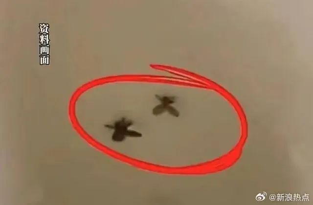 最近上海几乎家家都有的小虫，竟然这么毒？男子拍死一只，被迫摘除眼球……