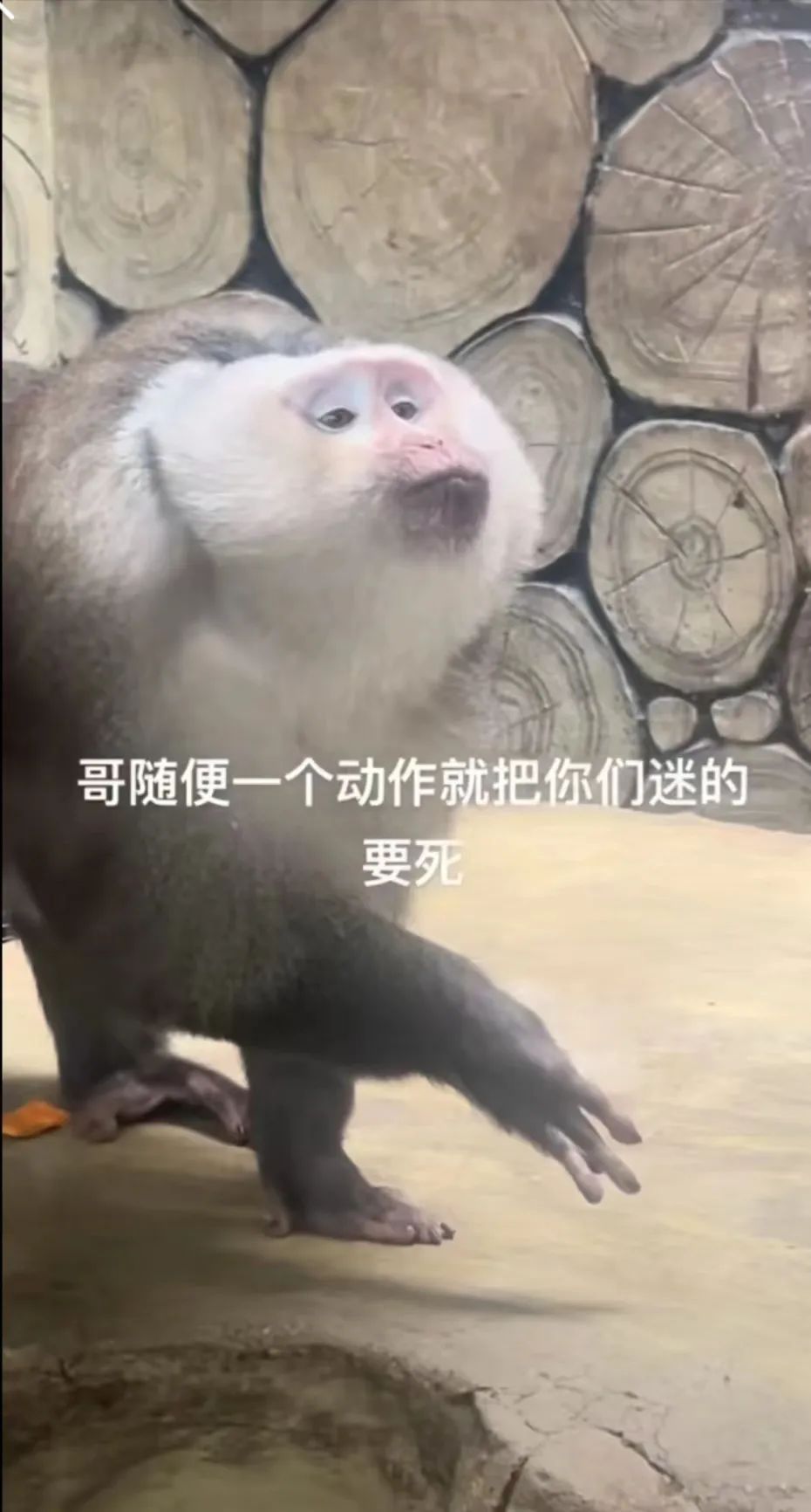 嘟嘴指天爱凹造型，黔灵山公园一猴子火了！工作人员：是只藏酋猴，“演”了两三年