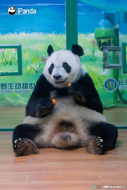 转存接好运！萌帅酷熊猫三胞胎今天10岁啦