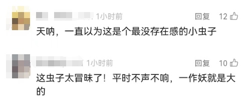 最近上海几乎家家都有的小虫，竟然这么毒？男子拍死一只，被迫摘除眼球……