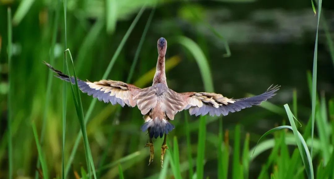 抓拍瞬间!石家庄裕西公园迎来黄苇鳽 抓拍瞬间!石家庄裕西公园迎来黄苇鳽