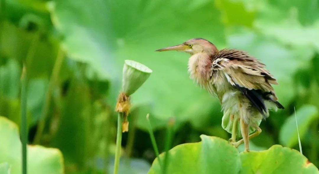 抓拍瞬间!石家庄裕西公园迎来黄苇鳽 抓拍瞬间!石家庄裕西公园迎来黄苇鳽
