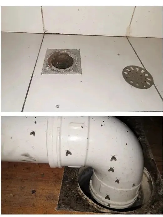 最近上海几乎家家都有的小虫，竟然这么毒？男子拍死一只，被迫摘除眼球……