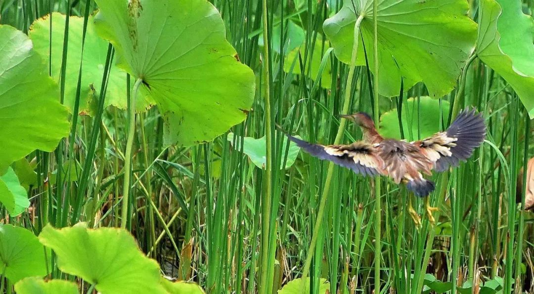 抓拍瞬间!石家庄裕西公园迎来黄苇鳽 抓拍瞬间!石家庄裕西公园迎来黄苇鳽
