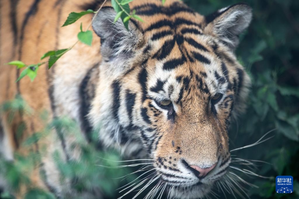 “全球老虎日”走进黑龙江东北虎林园