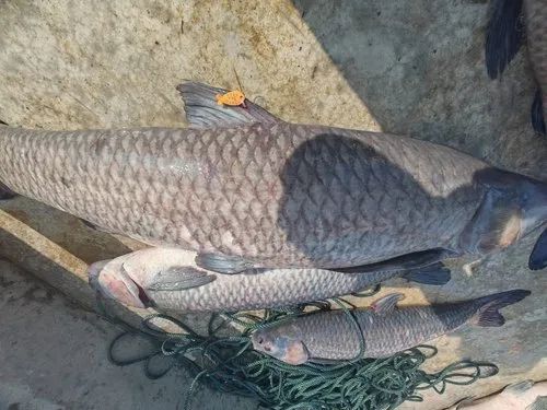 钓到奖2万?这种鱼,钓不得! 钓到奖2万?这种鱼,钓不得!