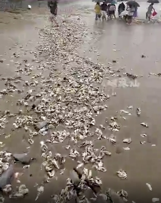 很多人捡！广东一海滩现大量海鲜，紧急提醒