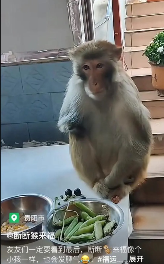 嘟嘴指天爱凹造型，黔灵山公园一猴子火了！工作人员：是只藏酋猴，“演”了两三年