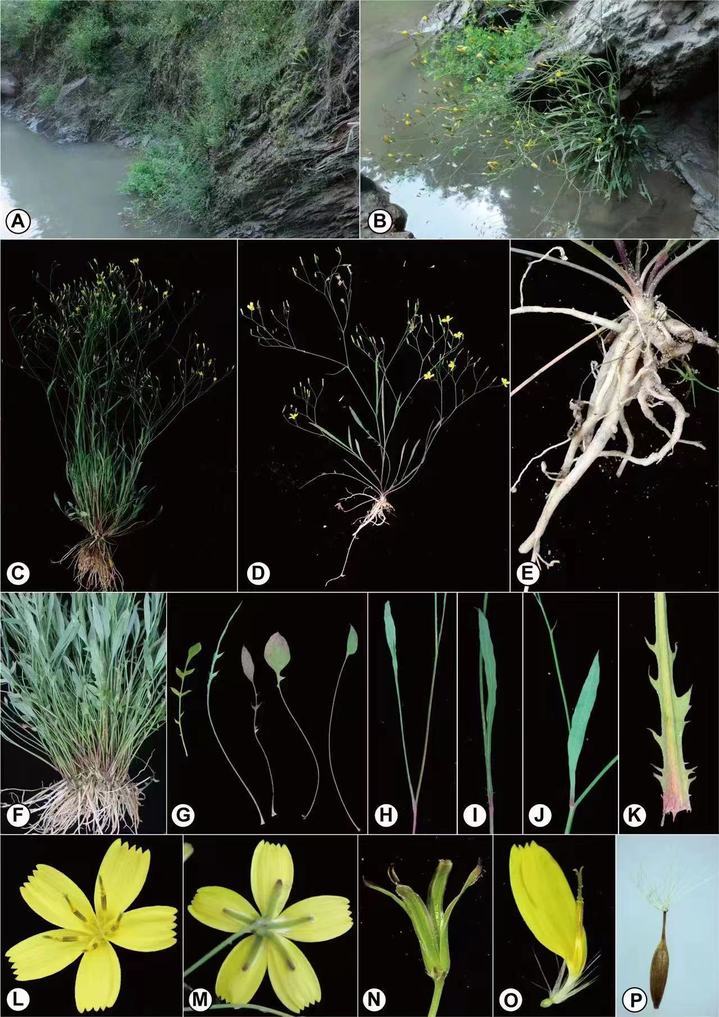 云南连续发现多个动植物新种 云南连续发现多个动植物新种