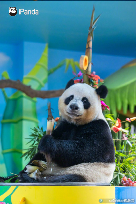 转存接好运！萌帅酷熊猫三胞胎今天10岁啦