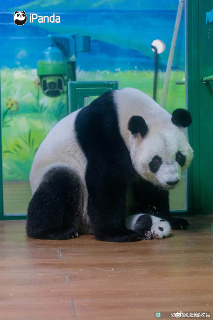 转存接好运！萌帅酷熊猫三胞胎今天10岁啦