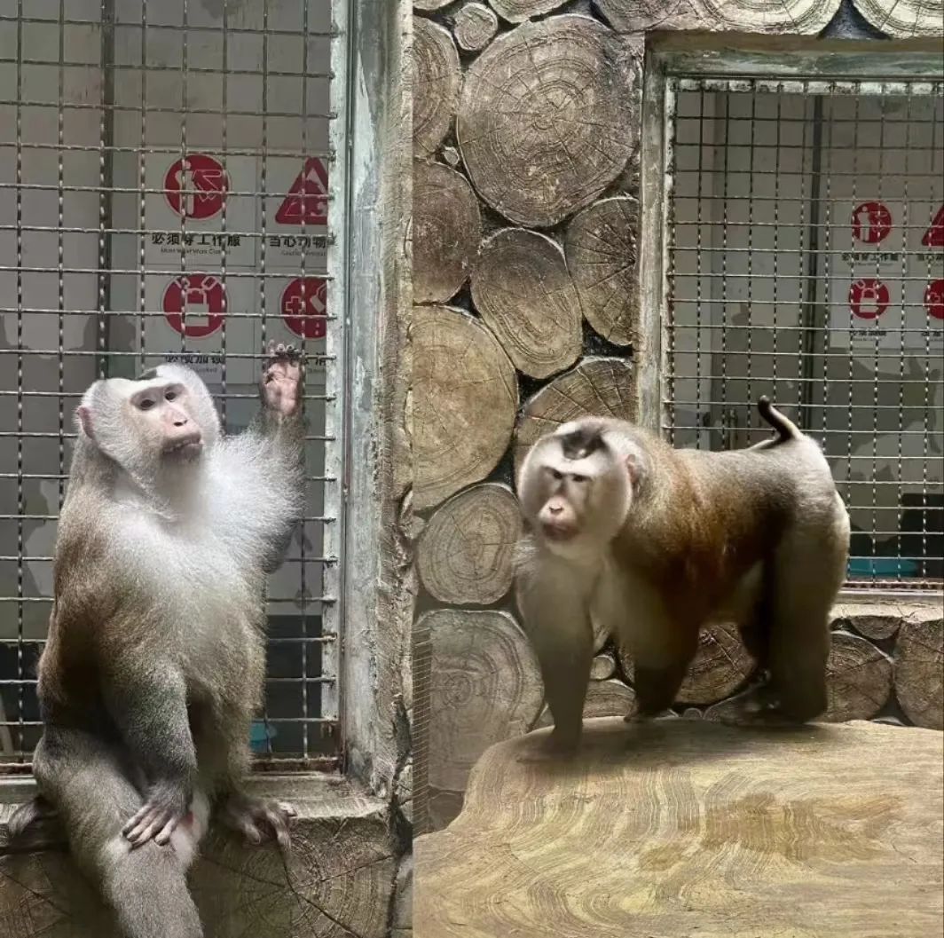嘟嘴指天爱凹造型，黔灵山公园一猴子火了！工作人员：是只藏酋猴，“演”了两三年