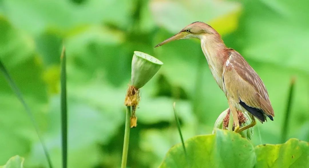 抓拍瞬间!石家庄裕西公园迎来黄苇鳽 抓拍瞬间!石家庄裕西公园迎来黄苇鳽