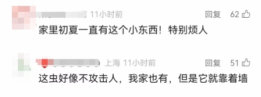 最近上海几乎家家都有的小虫，竟然这么毒？男子拍死一只，被迫摘除眼球……