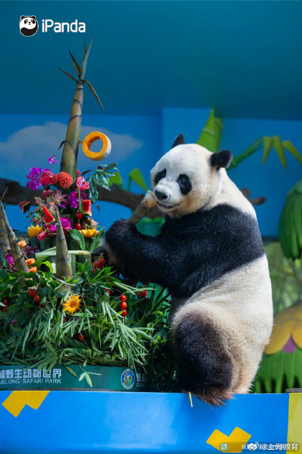 转存接好运！萌帅酷熊猫三胞胎今天10岁啦