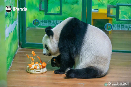 转存接好运！萌帅酷熊猫三胞胎今天10岁啦