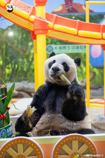 转存接好运！萌帅酷熊猫三胞胎今天10岁啦