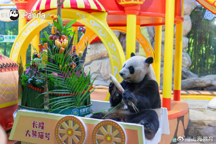 转存接好运！萌帅酷熊猫三胞胎今天10岁啦