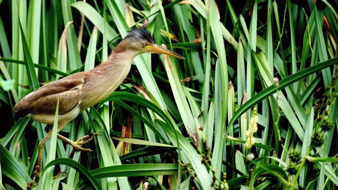 抓拍瞬间!石家庄裕西公园迎来黄苇鳽 抓拍瞬间!石家庄裕西公园迎来黄苇鳽