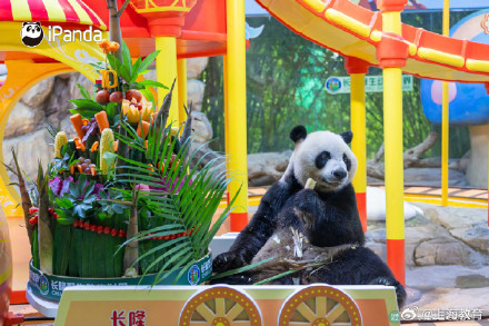 转存接好运！萌帅酷熊猫三胞胎今天10岁啦