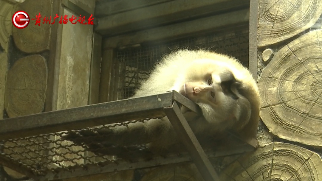 抬眼、噘嘴...每个动作都是表情包!贵阳这只爱凹造型的“猴哥”迷倒一众游客 抬眼、噘嘴...每个动作都是表情包!贵阳这只爱凹造型的“猴哥”迷倒一众游客