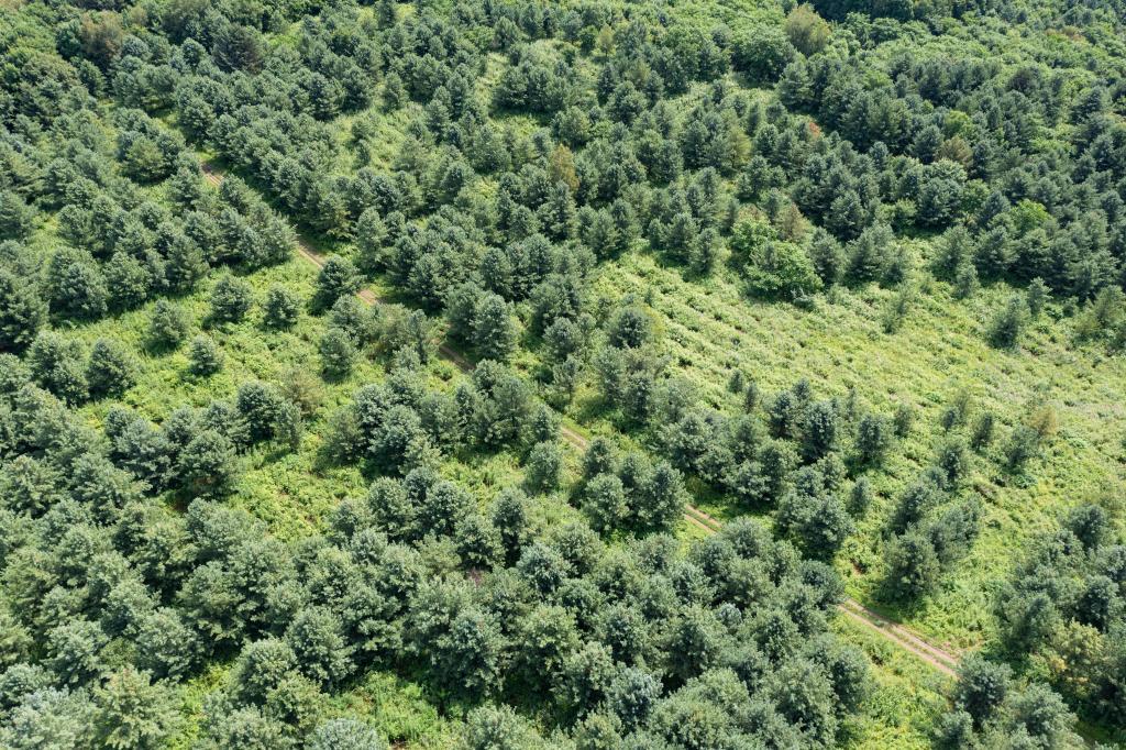 改革故事丨从“一木独大”到“三绿并举” 改革故事丨从“一木独大”到“三绿并举”