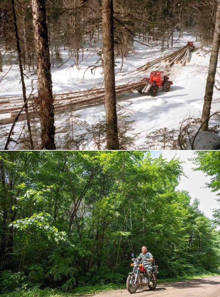 改革故事丨从“一木独大”到“三绿并举” 改革故事丨从“一木独大”到“三绿并举”