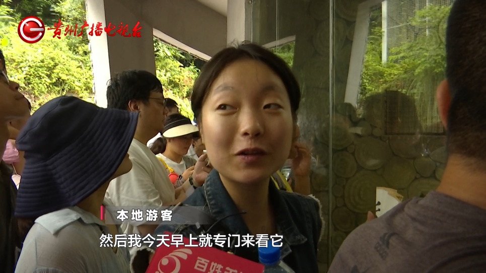 抬眼、噘嘴...每个动作都是表情包!贵阳这只爱凹造型的“猴哥”迷倒一众游客 抬眼、噘嘴...每个动作都是表情包!贵阳这只爱凹造型的“猴哥”迷倒一众游客