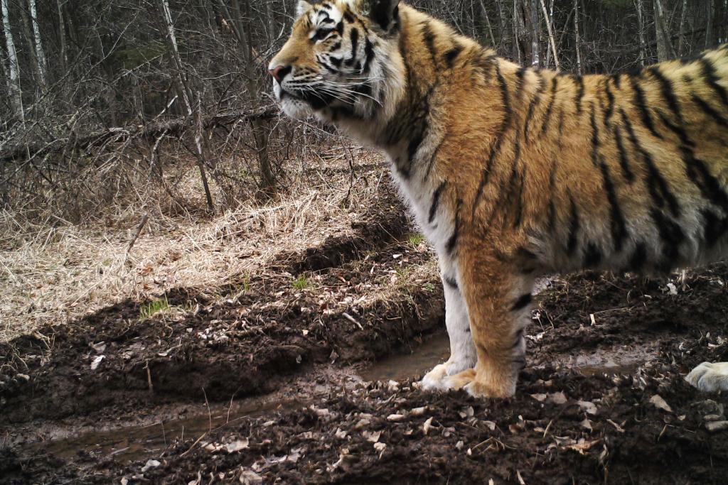 改革故事丨从“一木独大”到“三绿并举” 改革故事丨从“一木独大”到“三绿并举”