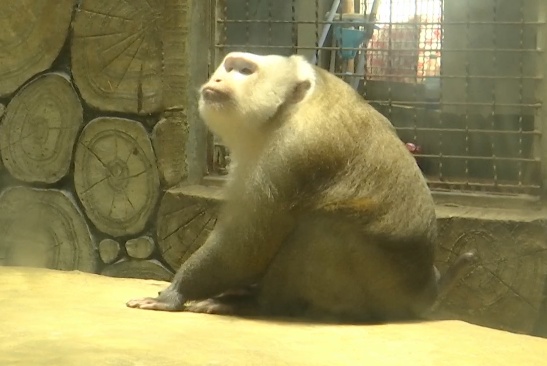 抬眼、噘嘴...每个动作都是表情包!贵阳这只爱凹造型的“猴哥”迷倒一众游客 抬眼、噘嘴...每个动作都是表情包!贵阳这只爱凹造型的“猴哥”迷倒一众游客