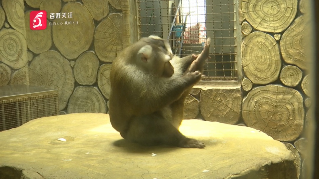抬眼、噘嘴...每个动作都是表情包!贵阳这只爱凹造型的“猴哥”迷倒一众游客 抬眼、噘嘴...每个动作都是表情包!贵阳这只爱凹造型的“猴哥”迷倒一众游客