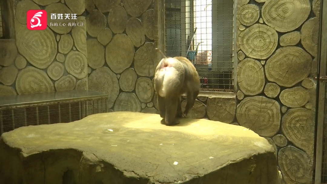 抬眼、噘嘴...每个动作都是表情包!贵阳这只爱凹造型的“猴哥”迷倒一众游客 抬眼、噘嘴...每个动作都是表情包!贵阳这只爱凹造型的“猴哥”迷倒一众游客