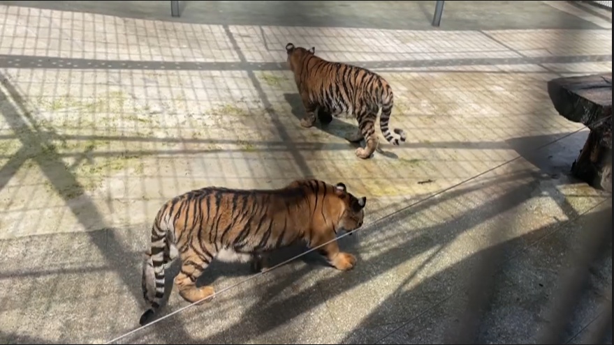 “真身”在此！亚冬会吉祥物“滨滨”“妮妮”原型长大了