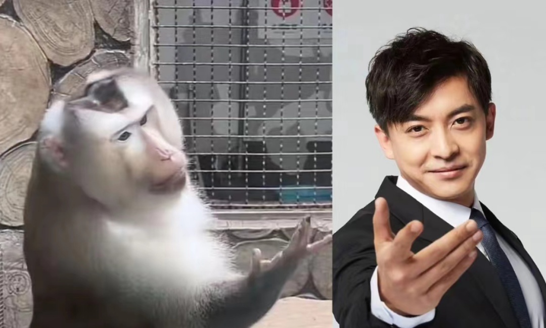 抬眼、噘嘴...每个动作都是表情包!贵阳这只爱凹造型的“猴哥”迷倒一众游客 抬眼、噘嘴...每个动作都是表情包!贵阳这只爱凹造型的“猴哥”迷倒一众游客