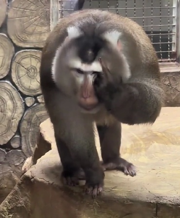 抬眼、噘嘴...每个动作都是表情包!贵阳这只爱凹造型的“猴哥”迷倒一众游客 抬眼、噘嘴...每个动作都是表情包!贵阳这只爱凹造型的“猴哥”迷倒一众游客