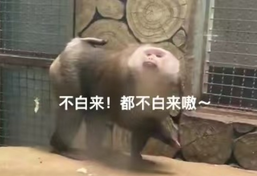 抬眼、噘嘴...每个动作都是表情包!贵阳这只爱凹造型的“猴哥”迷倒一众游客 抬眼、噘嘴...每个动作都是表情包!贵阳这只爱凹造型的“猴哥”迷倒一众游客