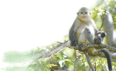 “聪明动物”背后的认知研究