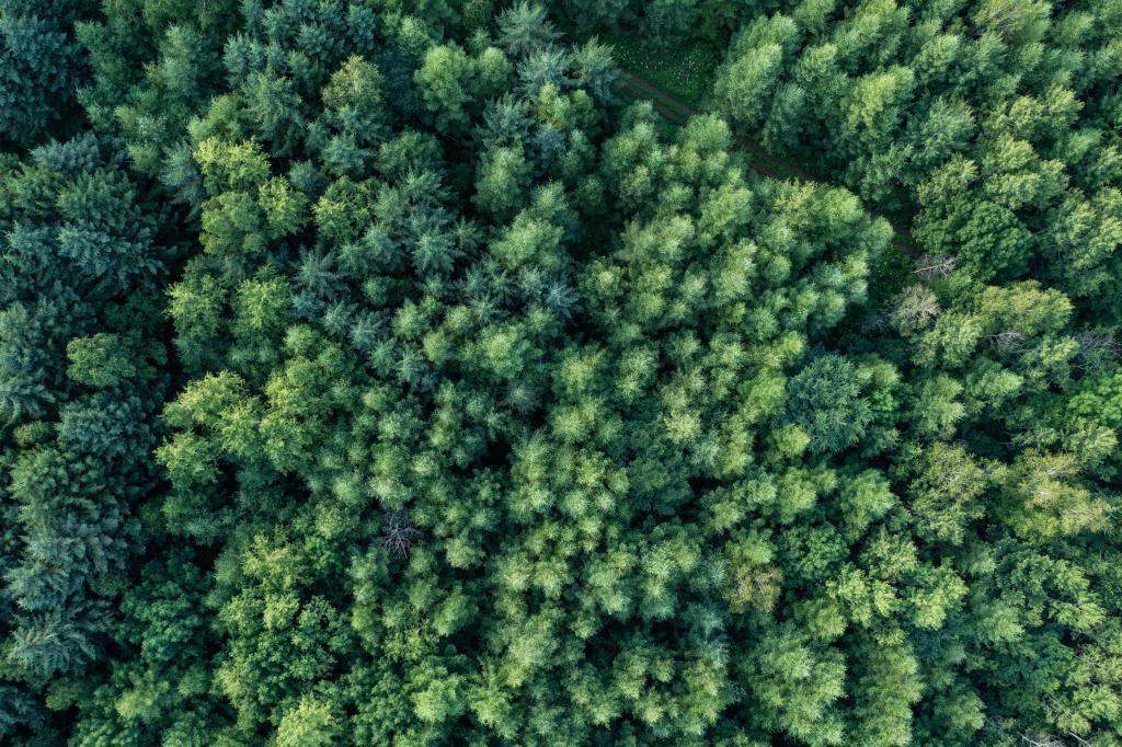 改革故事丨从“一木独大”到“三绿并举” 改革故事丨从“一木独大”到“三绿并举”