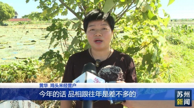 苏州地产鸡头米开摘上市！价格跟去年持平