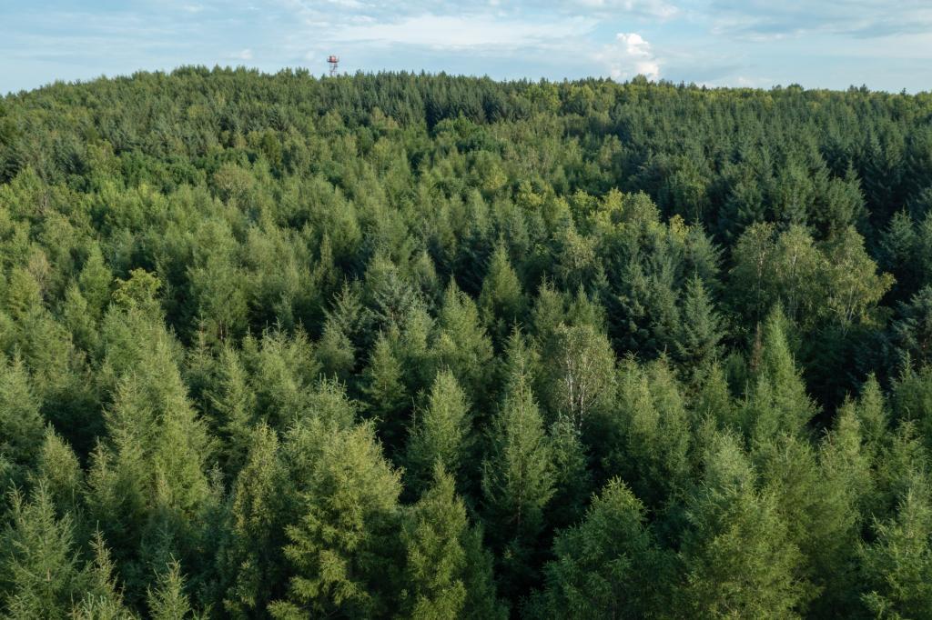 改革故事丨从“一木独大”到“三绿并举” 改革故事丨从“一木独大”到“三绿并举”