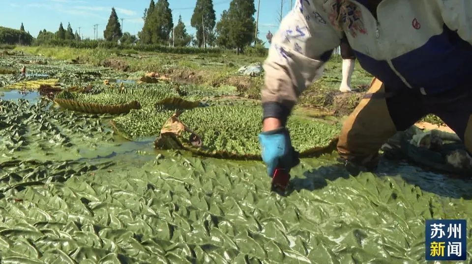 苏州人的“掌上明珠”上市！今年价格…