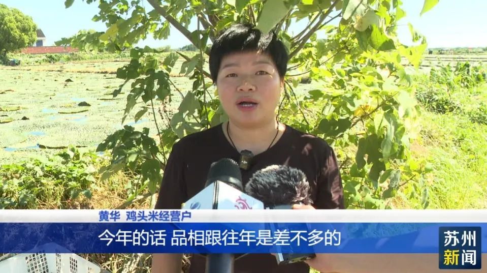 苏州人的“掌上明珠”上市！今年价格…