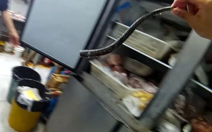 上海一餐饮店被举报:卖蛇肉!执法人员查获活蛇,数量惊人,吓到尖叫 上海一餐饮店被举报:卖蛇肉!执法人员查获活蛇,数量惊人,吓到尖叫