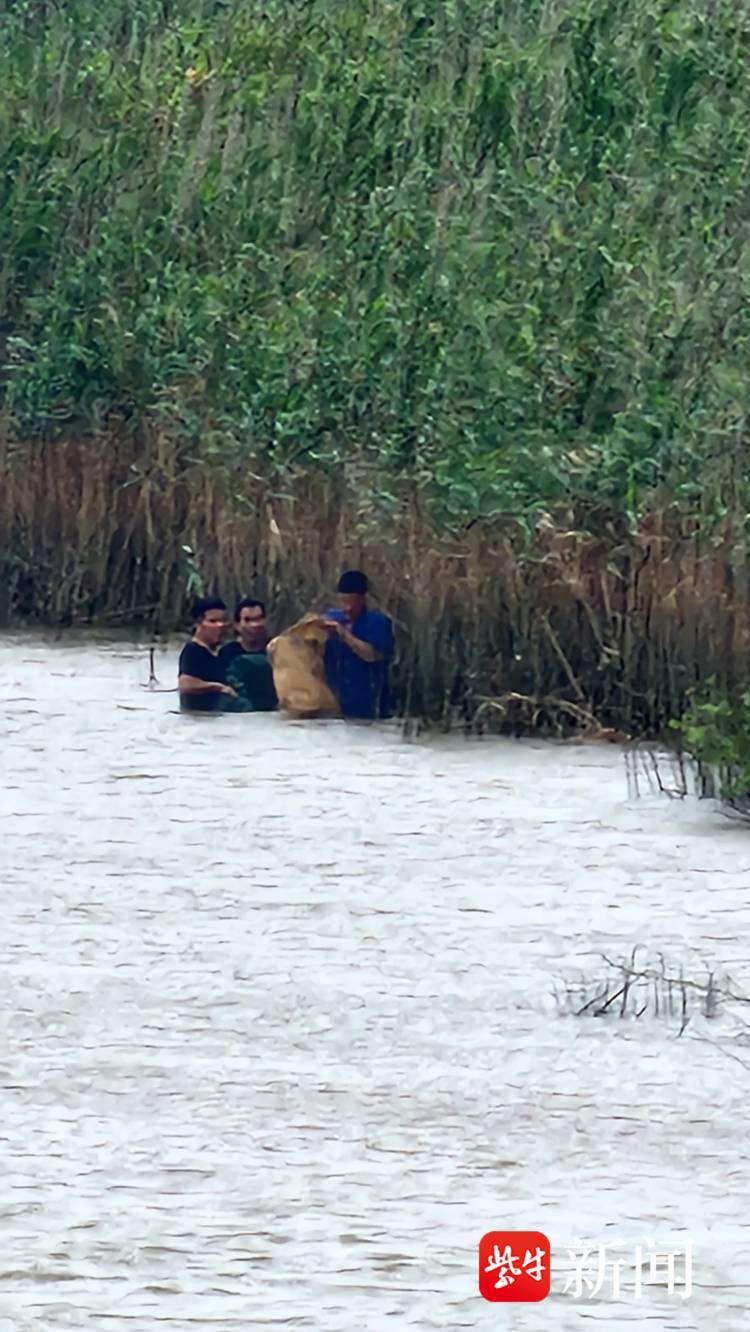 风大浪急!三男子长江芦苇荡里偷捕被抓 风大浪急!三男子长江芦苇荡里偷捕被抓