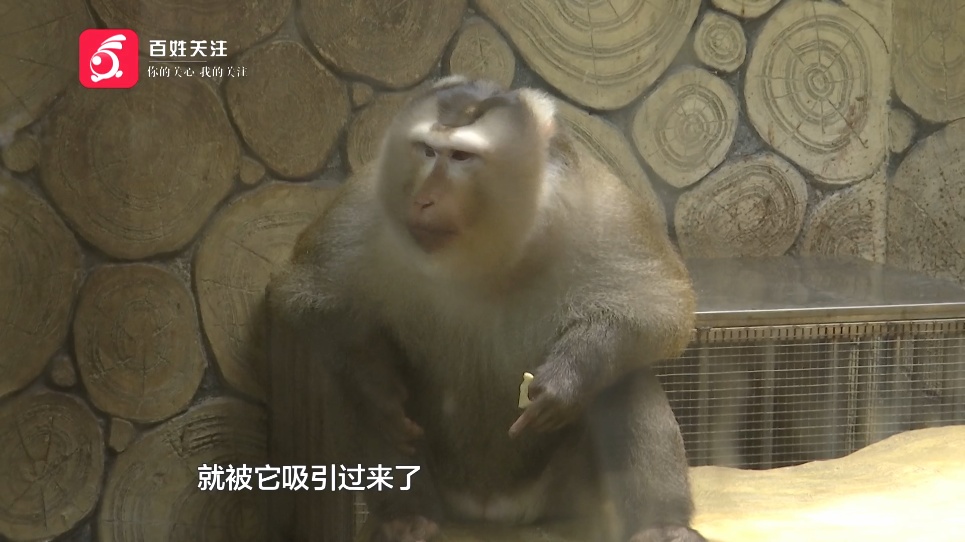 抬眼、噘嘴...每个动作都是表情包!贵阳这只爱凹造型的“猴哥”迷倒一众游客 抬眼、噘嘴...每个动作都是表情包!贵阳这只爱凹造型的“猴哥”迷倒一众游客