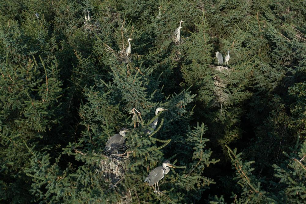 改革故事丨从“一木独大”到“三绿并举” 改革故事丨从“一木独大”到“三绿并举”