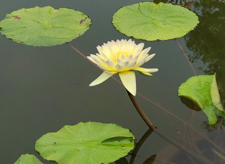 好运莲莲！绿色莲花自带清凉感