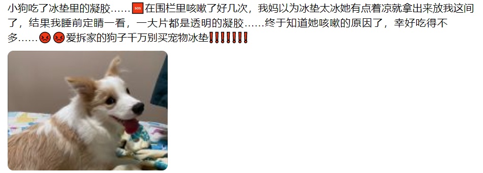 给宠物买降温“神器”?小心,有“毛孩子”因此生病! 给宠物买降温“神器”?小心,有“毛孩子”因此生病!